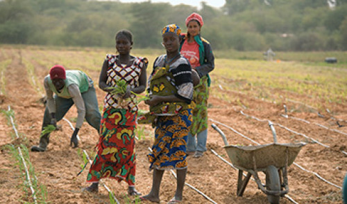 AS COEUR D'AMOUR - formation de la femme dans le domaine Agricole